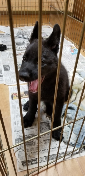 二週間ぶりの犬酒場_f0076731_20443510.jpeg