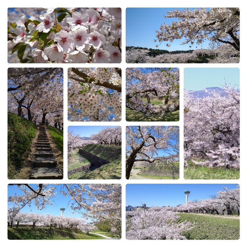２０２２年５月 ＧＷは桜前線を追いかけて函館へ♪【その２】_d0219834_07500262.jpg