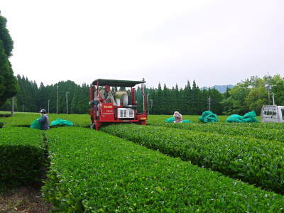 菊池水源茶　2022年の茶摘み最盛期です！まもなく新茶の販売開始です！(後編) _a0254656_17204870.jpg