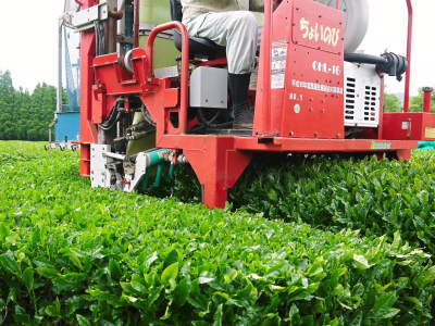 菊池水源茶　2022年の茶摘み最盛期です！まもなく新茶の販売開始です！(後編) _a0254656_17215096.jpg