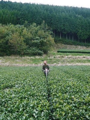菊池水源茶　2022年の茶摘み最盛期です！まもなく新茶の販売開始です！(後編) _a0254656_17473326.jpg