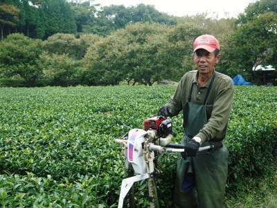 菊池水源茶 2022年の茶摘み最盛期です!まもなく新茶の販売開始です!(後編) _a0254656_17493620.jpg