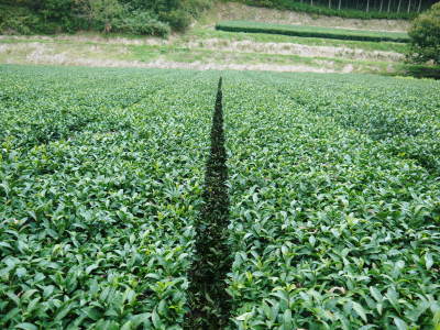 菊池水源茶　2022年の茶摘み最盛期です！まもなく新茶の販売開始です！(後編) _a0254656_17530852.jpg