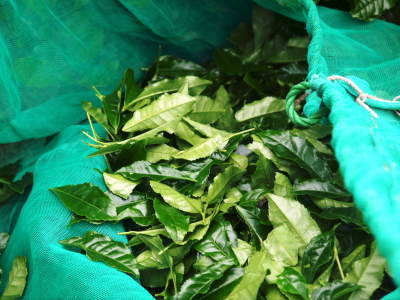 菊池水源茶 2022年の茶摘み最盛期です!まもなく新茶の販売開始です!(後編) _a0254656_17585777.jpg