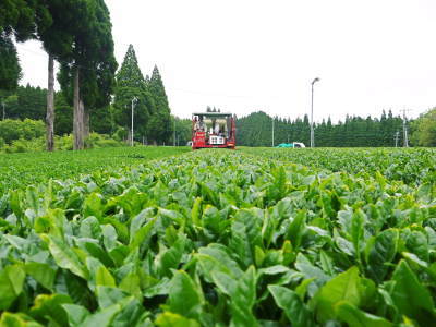 菊池水源茶　2022年の茶摘み最盛期です！まもなく新茶の販売開始です！(後編) _a0254656_18115695.jpg