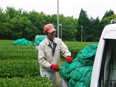 菊池水源茶　2022年の茶摘み最盛期です！まもなく新茶の販売開始です！(後編) _a0254656_18163811.jpg