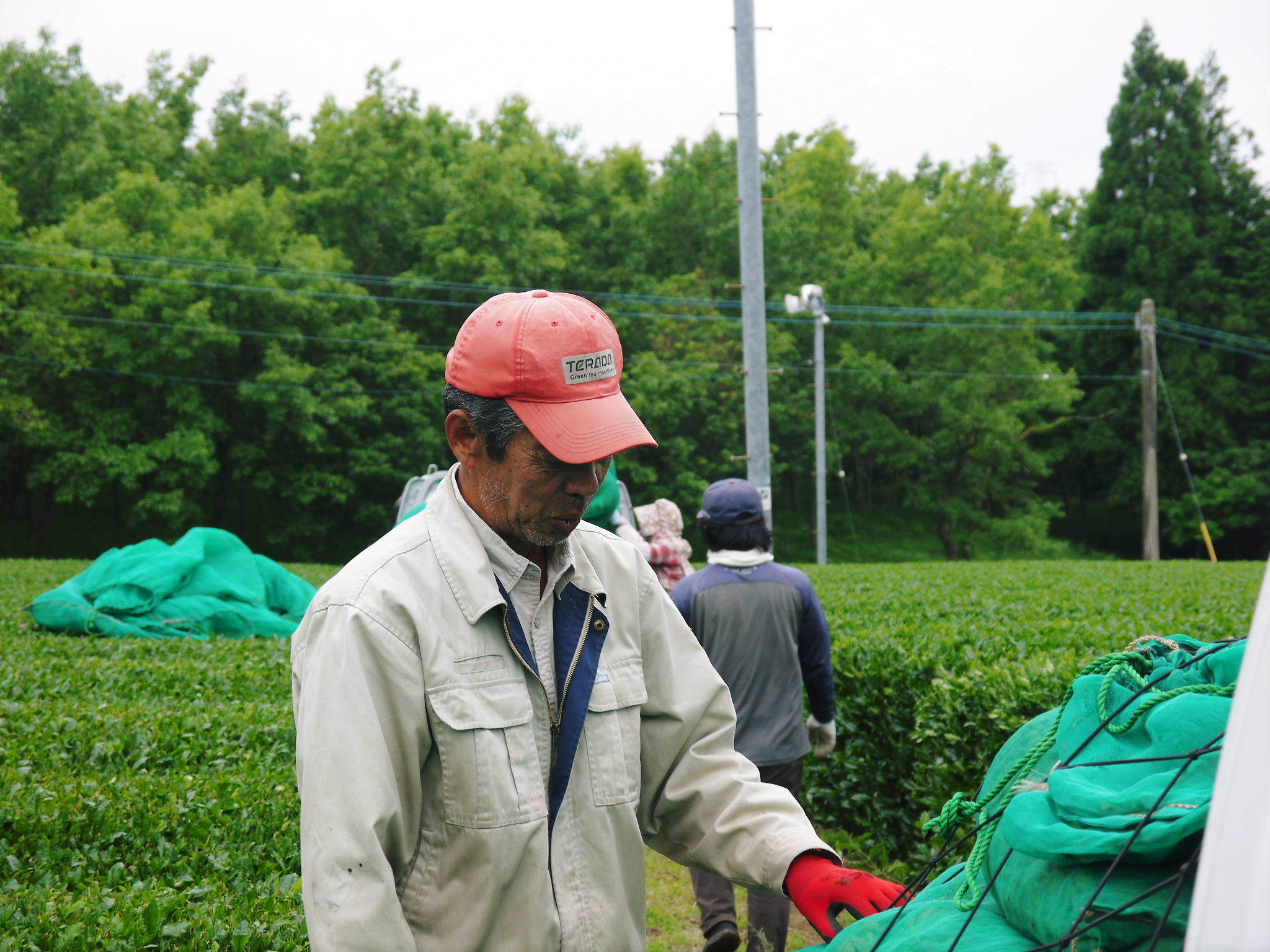 菊池水源茶 2022年の茶摘み最盛期です!まもなく新茶の販売開始です!(後編) _a0254656_18182744.jpg