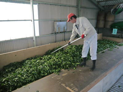 菊池水源茶　2022年の茶摘み最盛期です！まもなく新茶の販売開始です！(後編) _a0254656_18233498.jpg