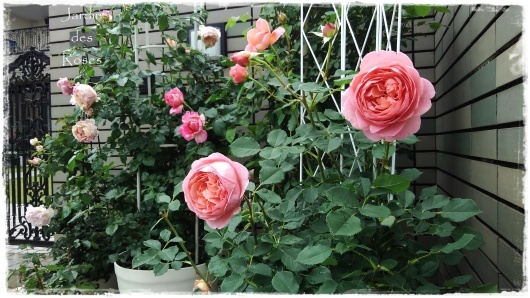 意外に花持ちの良い今年の ボスコベル La Rose 薔薇の庭