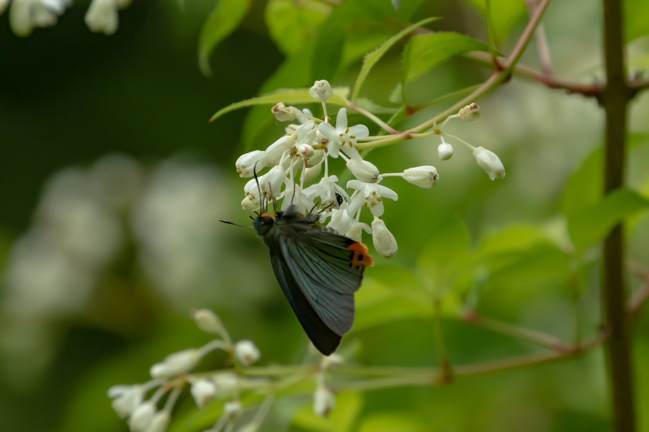 南多摩の沢沿いで蝶をまつ・アオバセセリ 2022年5月8日_d0176157_22382813.jpg