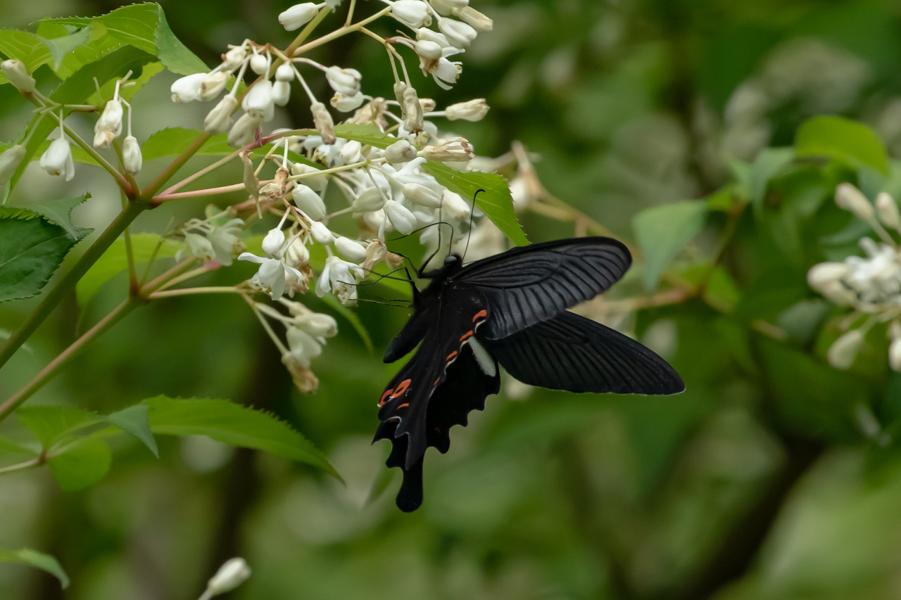 南多摩の沢沿いで蝶をまつ・アオバセセリ 2022年5月8日_d0176157_22382862.jpg