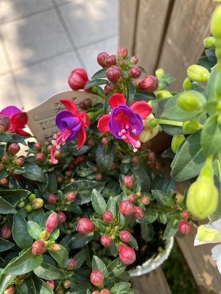 花苗入荷情報【’220518】_a0201358_14473620.jpg