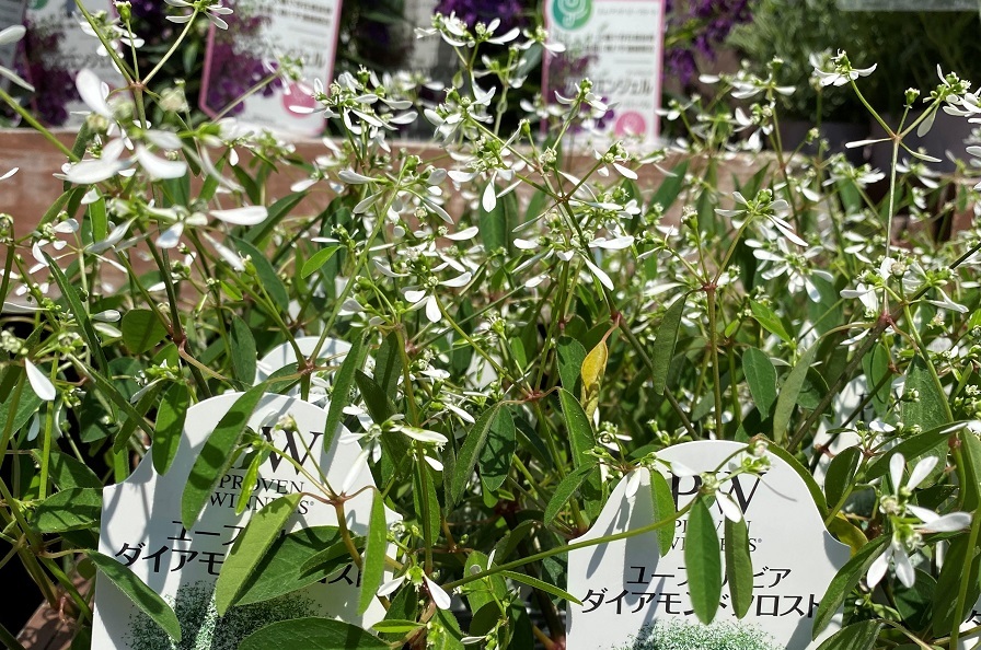 花苗入荷情報【’220518】_a0201358_14510372.jpg