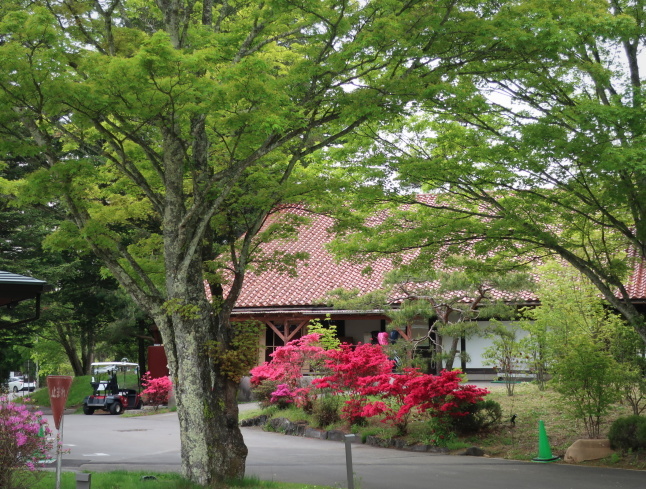 プリンス通り~旦念亭 * 町中ツツジが花盛り♪_f0236260_07021366.jpg