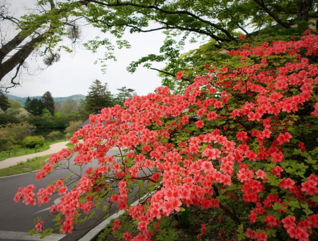 プリンス通り~旦念亭 * 町中ツツジが花盛り♪_f0236260_07041138.jpg