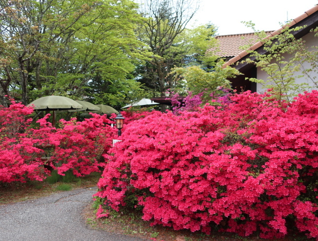 プリンス通り～旦念亭 ＊ 町中ツツジが花盛り♪_f0236260_07132478.jpg