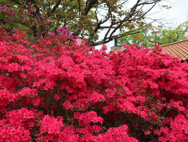 プリンス通り~旦念亭 * 町中ツツジが花盛り♪_f0236260_07163045.jpg