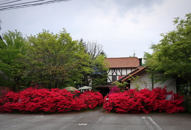 プリンス通り~旦念亭 * 町中ツツジが花盛り♪_f0236260_07183795.jpg