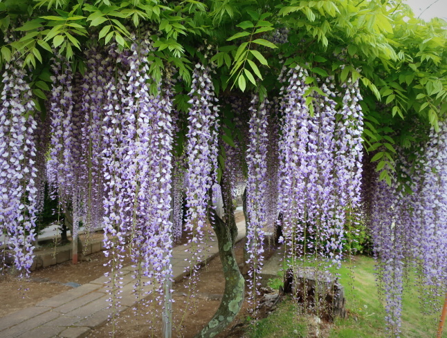 佐久・円満寺 * 砂ずりの藤の花が見頃です♪_f0236260_22524513.jpg