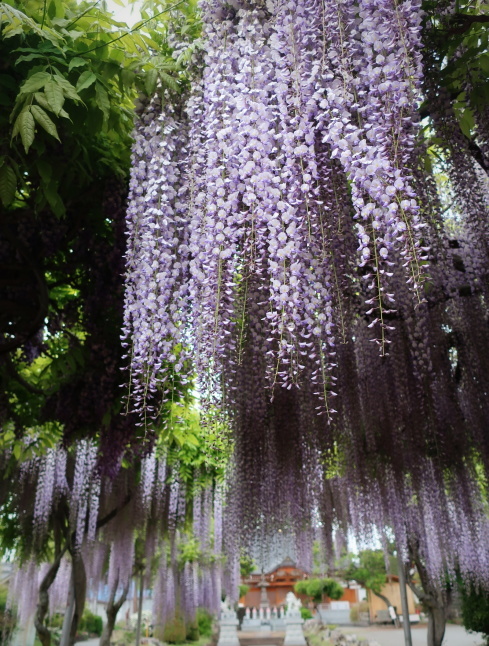佐久・円満寺 * 砂ずりの藤の花が見頃です♪_f0236260_22595847.jpg