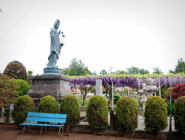 佐久・円満寺 * 砂ずりの藤の花が見頃です♪_f0236260_23200760.jpg