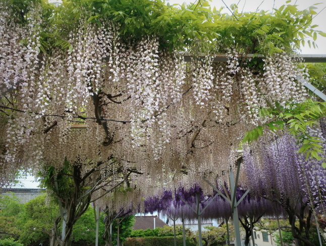 佐久・円満寺 * 砂ずりの藤の花が見頃です♪_f0236260_23291375.jpg