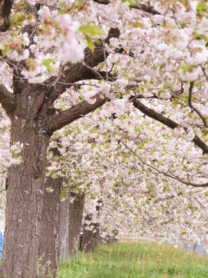 4/29～5/1、長野・白馬ドライブ旅行、その2～小布施・千曲川の「桜堤」→鬼無里「大望峠」_e0045768_21483015.jpg