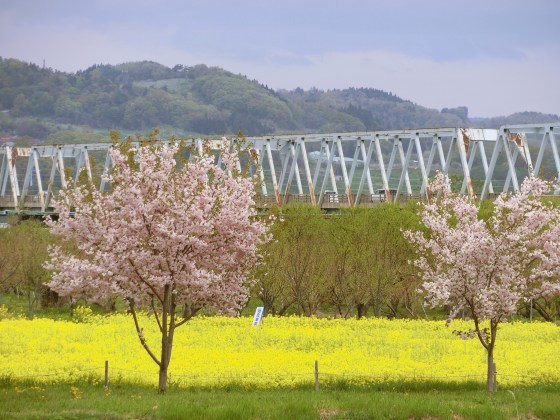 4/29～5/1、長野・白馬ドライブ旅行、その2～小布施・千曲川の「桜堤」→鬼無里「大望峠」_e0045768_21501100.jpg