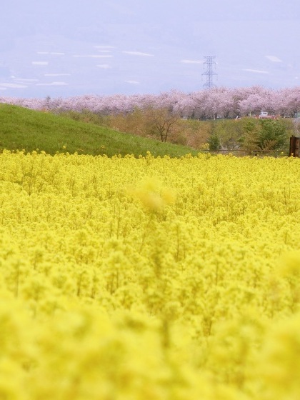 4/29～5/1、長野・白馬ドライブ旅行、その2～小布施・千曲川の「桜堤」→鬼無里「大望峠」_e0045768_21524804.jpg