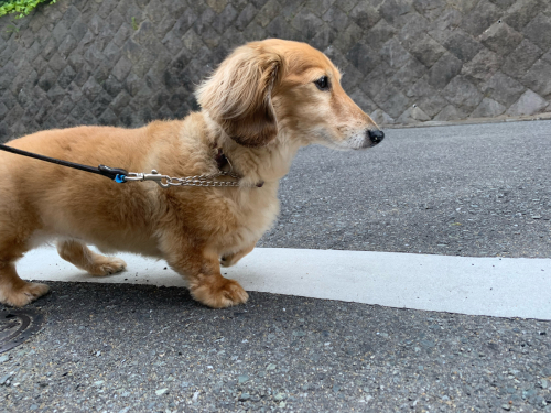 今週のドッグラン_f0357682_21060692.jpg