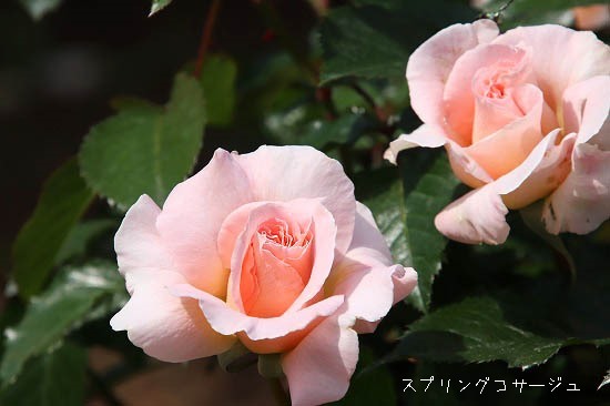 テイカカズラ2種類とハツユキカズラの花。新宿御苑のバラ_e0255509_21433422.jpg