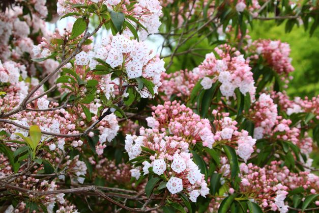 京都府立植物園　初夏の花がどっさり_e0048413_18142014.jpg