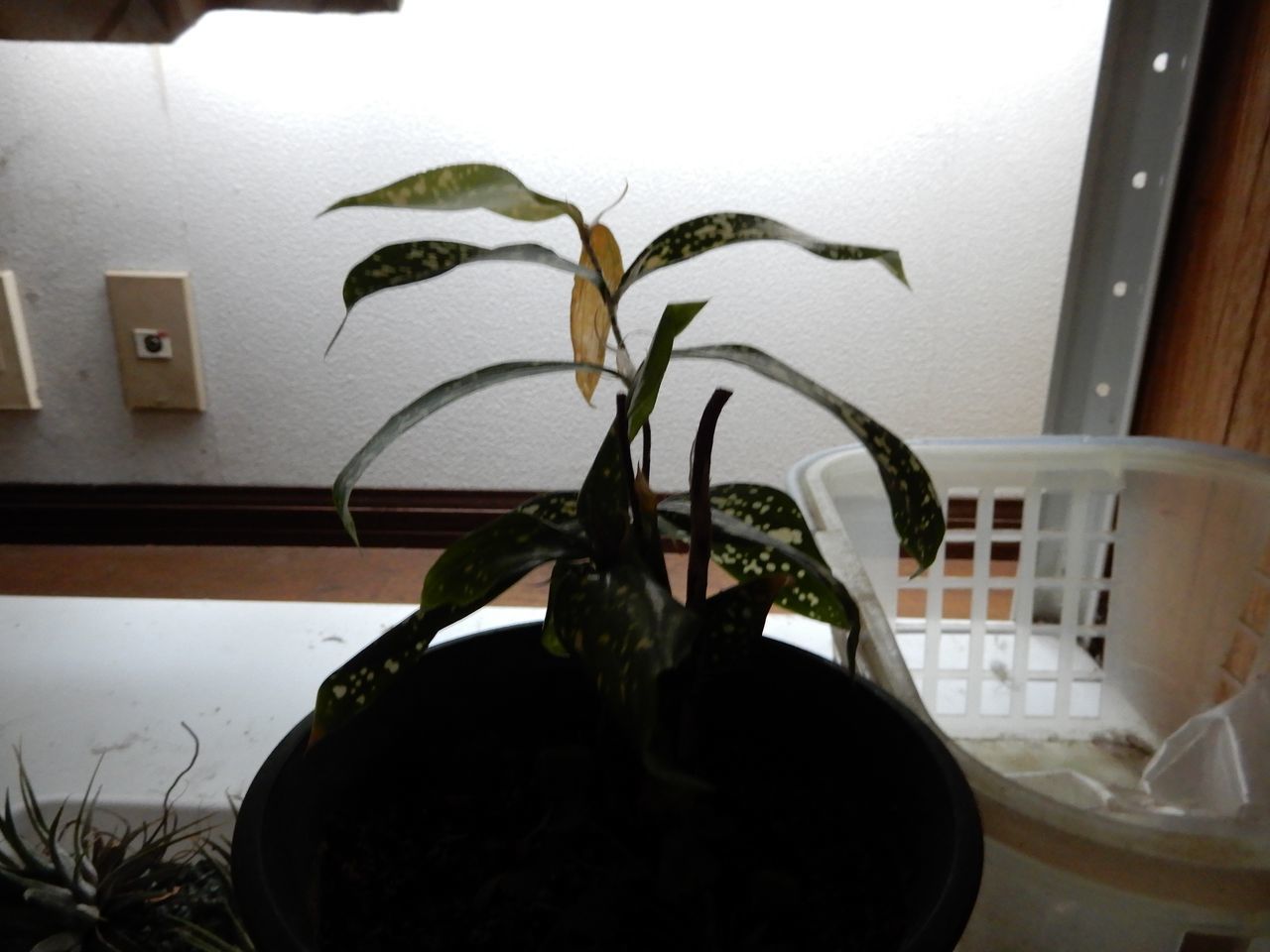 曇りがち_c0025115_21022574.jpg