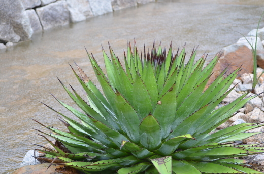 一生に一度の開花…アガベ モンタナ成長記録 : モネの庭だより