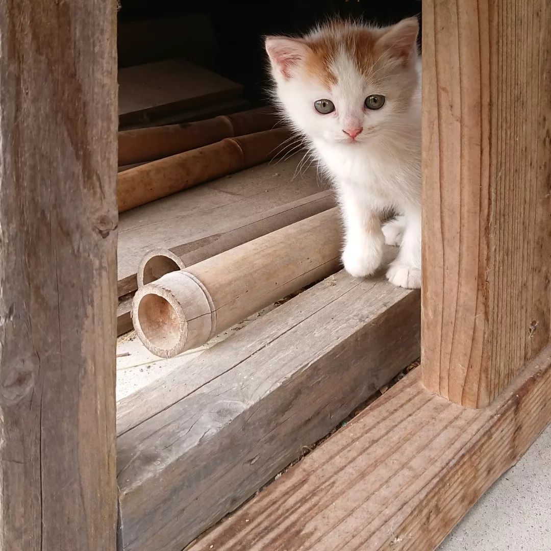 まねきねこになってく..._b0274728_09121821.jpg