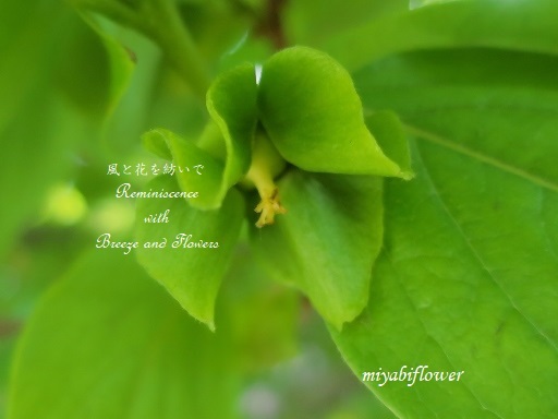 かきに赤い花咲く と 黄色い柿の花 風と花を紡いで