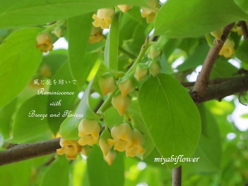 かきに赤い花咲く と 黄色い柿の花 風と花を紡いで