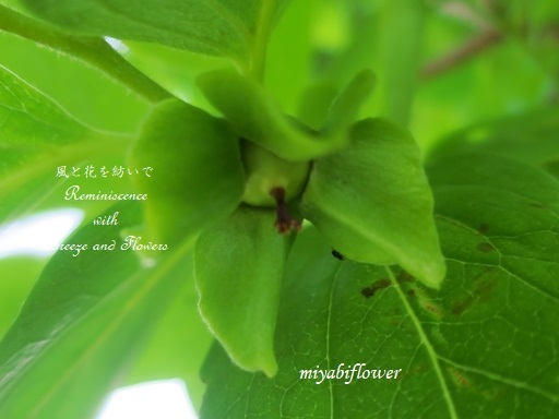 かきに赤い花咲く と 黄色い柿の花 風と花を紡いで