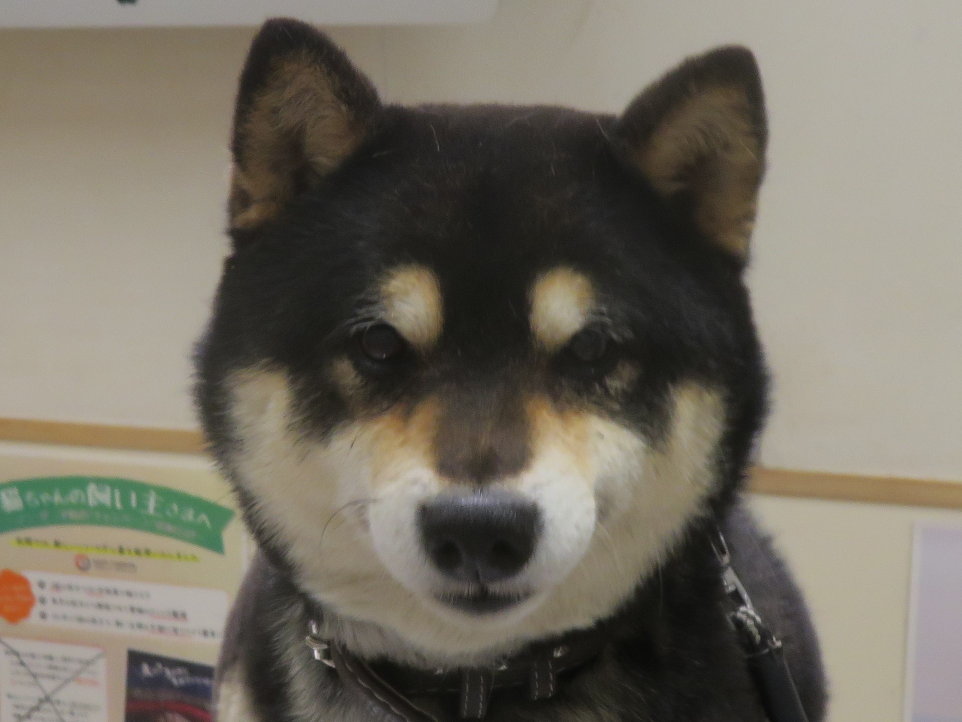 5 月 19 日の写真_c0174644_19340968.jpg