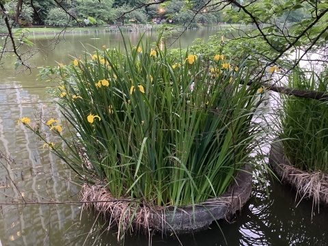 キショウブの頃_b0050651_04523818.jpg