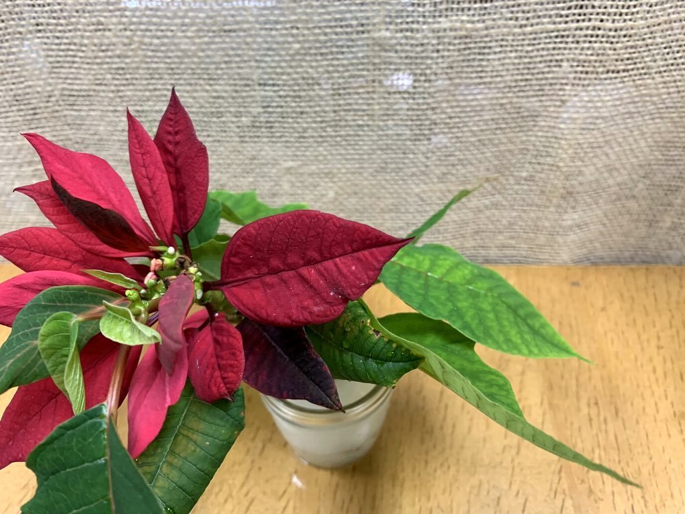☆ニゲラもまた花を咲かせてくれました☆_c0092953_00101560.jpg