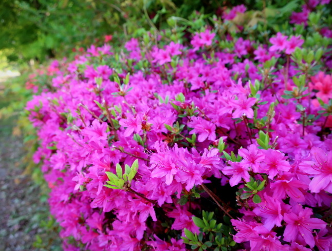 プリンス通り~旦念亭 * 町中ツツジが花盛り♪_f0236260_13105423.jpg