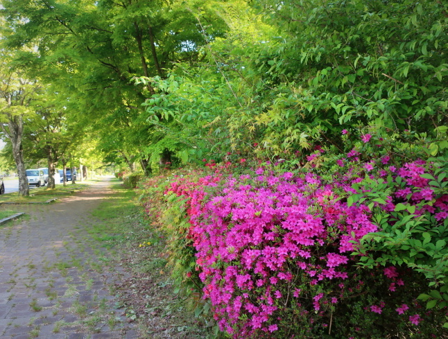 プリンス通り～旦念亭 ＊ 町中ツツジが花盛り♪_f0236260_13233174.jpg