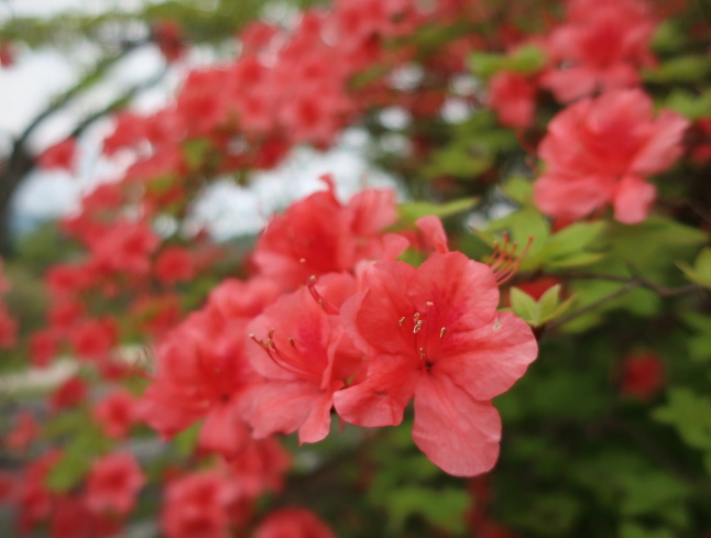 プリンス通り~旦念亭 * 町中ツツジが花盛り♪_f0236260_13543167.jpg