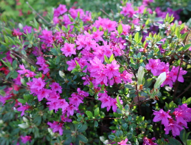 プリンス通り~旦念亭 * 町中ツツジが花盛り♪_f0236260_15050315.jpg