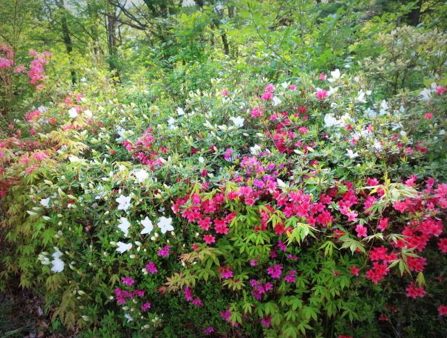 プリンス通り~旦念亭 * 町中ツツジが花盛り♪_f0236260_15105103.jpg
