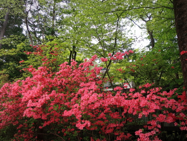 プリンス通り～旦念亭 ＊ 町中ツツジが花盛り♪_f0236260_15353691.jpg