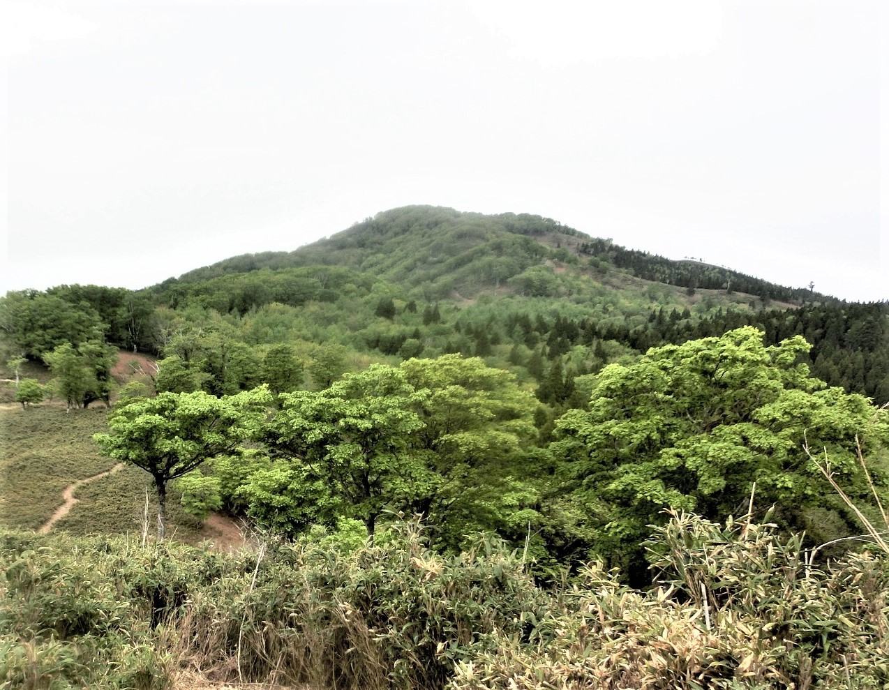 No551 鳥取県若杉原生林より沖の山へ : みちくさおじさん山を歩く