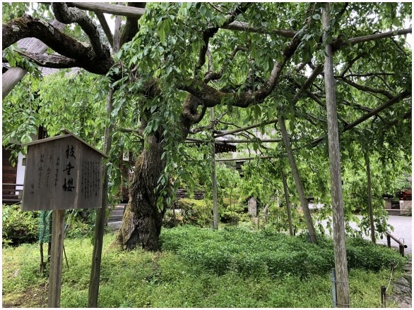 < 山科聖天双林院 >_c0036080_16481878.jpg
