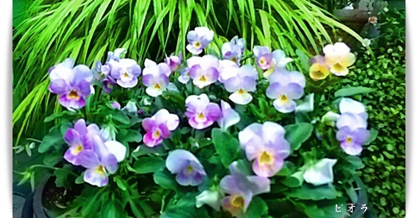 庭の花　<5月>_d0269886_22392428.jpg